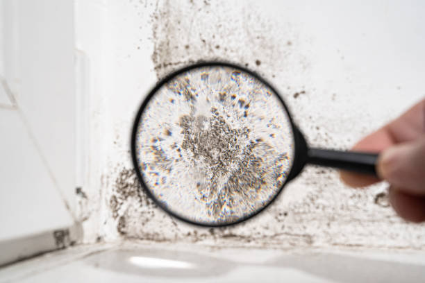 Why You Should Choose Our Mold Remediation Services in Dunnigan, CA